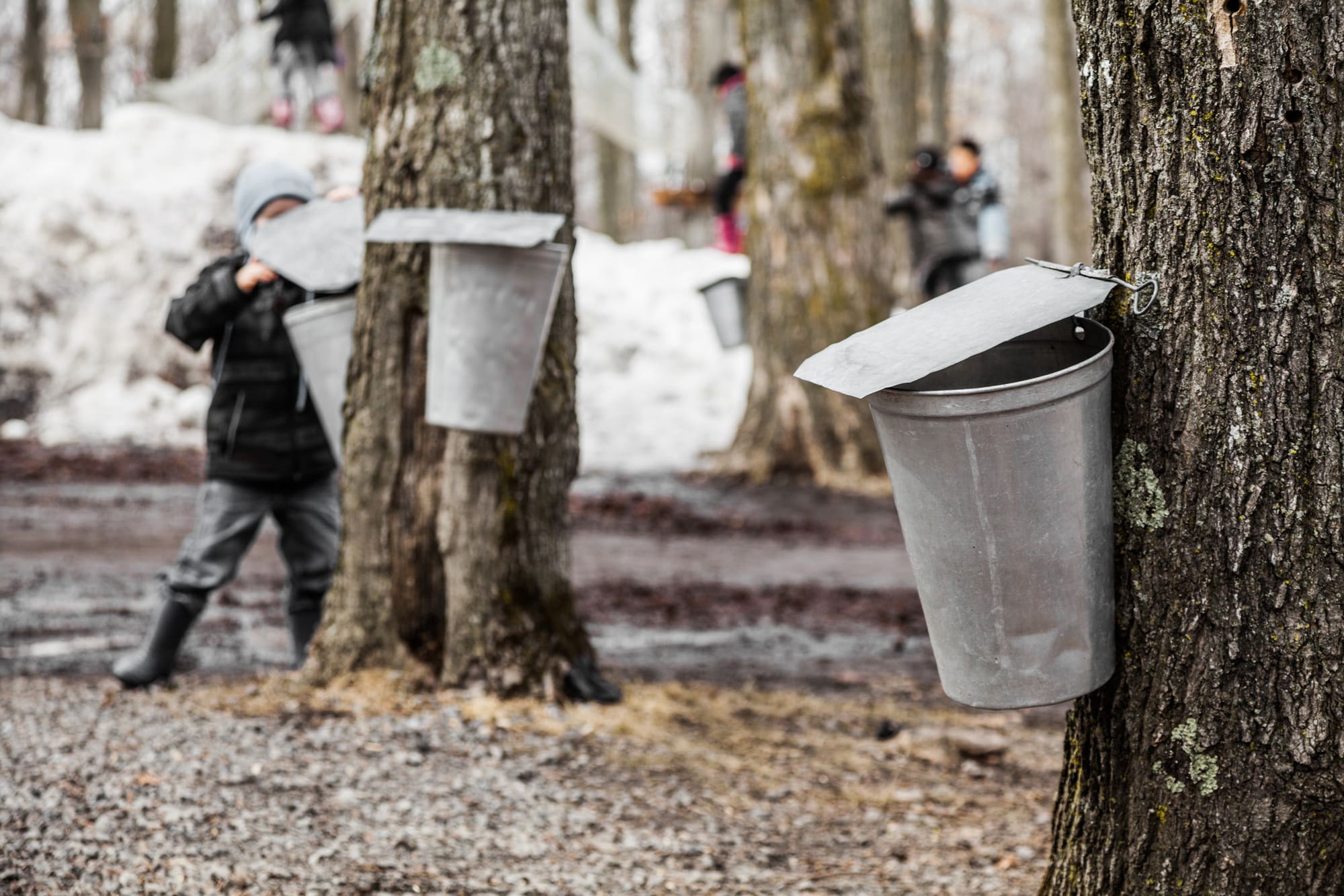 Kids lookin into the Maple Sap buckets